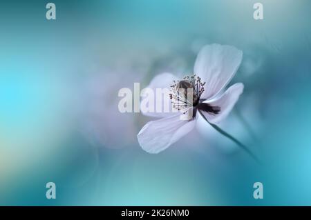 Beautiful Macro Photo.Magic Poppy Flower.Floral Art Design.Close up Photography.Conceptual Abstract Image.Green Background.Fantasy Art.Creative Wallpaper.Beautiful Nature Background.Amazing Spring White Flowers.Copy Space.Wedding Invitation. Stock Photo