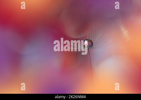 Beautiful Nature Background.Floral Art Design.Abstract Macro Photography.Pastel Flower.Dandelion Flowers.Orange Background.Creative Artistic Wallpaper.Wedding Invitation.Celebration,love.Close up View.Water Drops.Tranquil Natural Background. Stock Photo