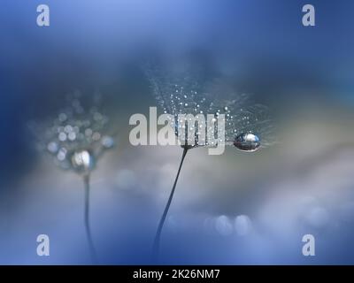 Beautiful Nature Background.Floral Art Design.Abstract Macro Photography.Pastel Flower.Dandelion Flowers.Blue Background.Creative Artistic Wallpaper.Wedding Invitation.Celebration,love.Close up View.Water Drops.Tranquil Natural Background. Stock Photo