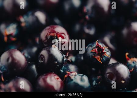 Close Up of Ripe Berries of Shadbush Stock Photo