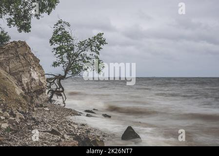 Tree on the rocky shore at stormy day Stock Photo