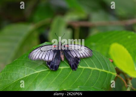 View of Red postman (Heliconius erato) butterfly with open wings. Stock Photo