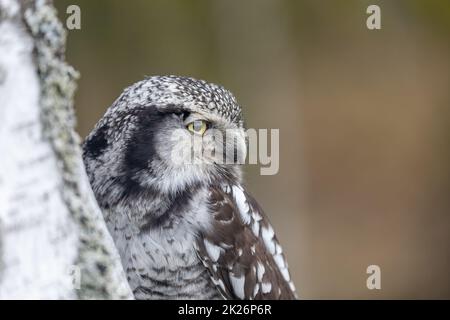 Closeup portrait of young northern hawk owl (Surnia ulula). Stock Photo