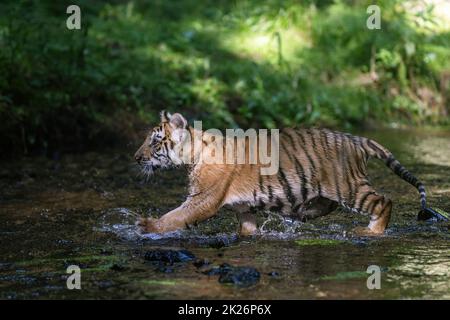 Bengal tiger cub is running in the river. Stock Photo