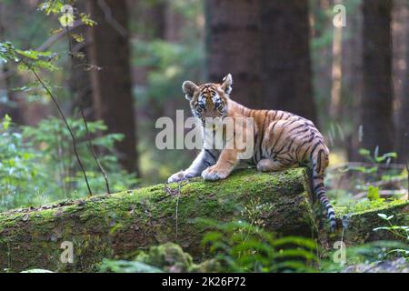 Bengal tiger cub is posing on a fallen tree trunk. Stock Photo