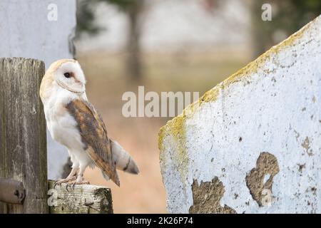 Barn owl posing on the fence Stock Photo