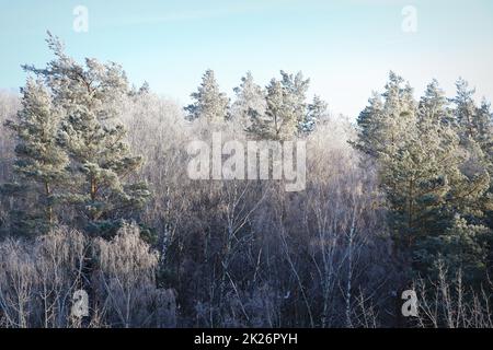 Winter landscape. Trees and bushes with hoarfrost. The cold season. a grayish-white crystalline deposit of frozen water vapor formed in clear still weather Stock Photo