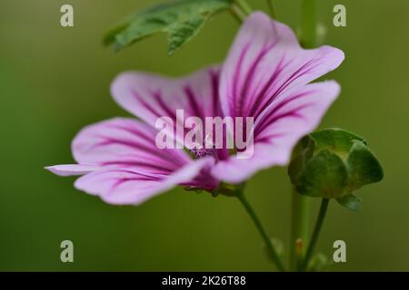 Close up of a zebra mallow blossom Stock Photo