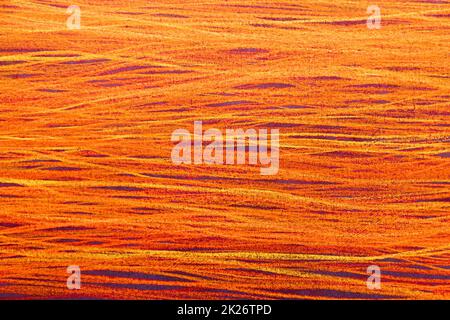 Horizontal background with copy space. Texture closeup - red Stock Photo