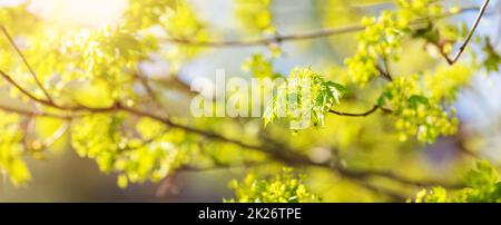 Close-up view of the maple's branch with young leaves and bud. Stock Photo