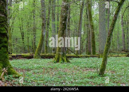 Group of old English Oak trees in spring Stock Photo