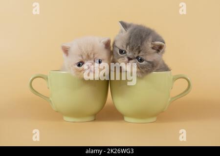 Two Persian and exotic kittens are sitting in large green cups on a beige background. Small kittens on a colored background look into the camera from Stock Photo