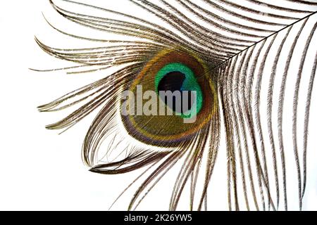 Peacock feather  on white background Stock Photo
