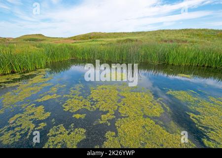 Wetland Pond on a Coastal Beach Stock Photo