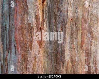 Abstract texture background of colorful of eucalyptus deglupta bark (Rainbow Eucalyptus tree). Stock Photo