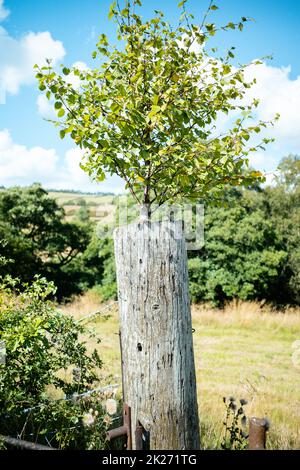 tree growing in a strange place out of the top of old worn wooden gate post in the English countryside Stock Photo
