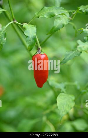 closeup the ripe red chilly with leaves and plant growing in the farm soft focus natural green brown background. Stock Photo
