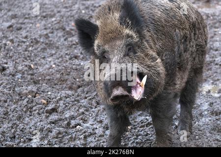 Excursion to the wild boar enclosure in Krefeld Huelser Berg Krefeld-Huels â€“ wild boar enclosure Stock Photo