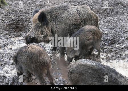 Excursion to the wild boar enclosure in Krefeld Huelser Berg Krefeld-Huels â€“ wild boar enclosure Stock Photo