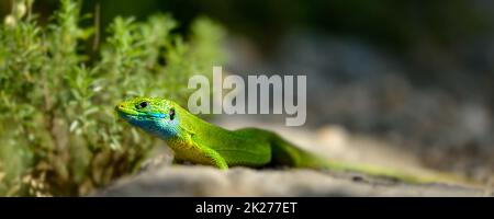 Emerald lizard sunbathing at rock in paklenica national park croatia Stock Photo