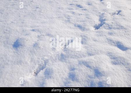 Dog or wolf tracks in snow. Winter footprints. Stock Photo