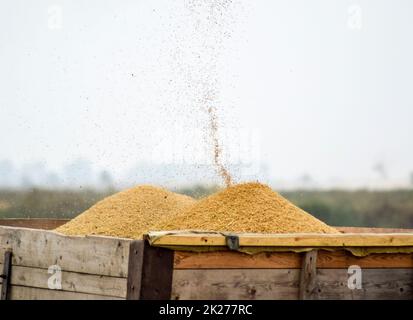 Unloading screw a combine harvester. Unloading grain from a combine harvester into a truck body Stock Photo