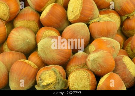 Hazelnut. Fresh organic filbert. Nuts macro. Food background Stock Photo