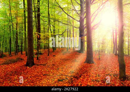 Autumn with sunlight and sunbeams - Beautiful Trees in the beech forest at fall Stock Photo