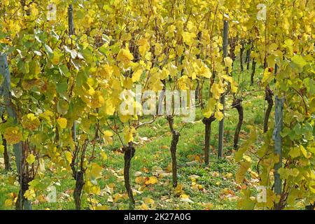 Weinberg bei Hoerstein Stock Photo