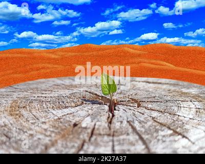 Leaf growing in place of sawn tree. Lonely green sprout in desert Stock Photo