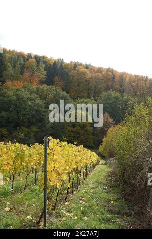 Weinberg bei Hoerstein Stock Photo