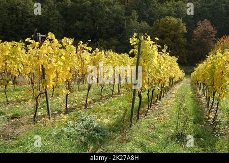 Weinberg bei Hoerstein Stock Photo