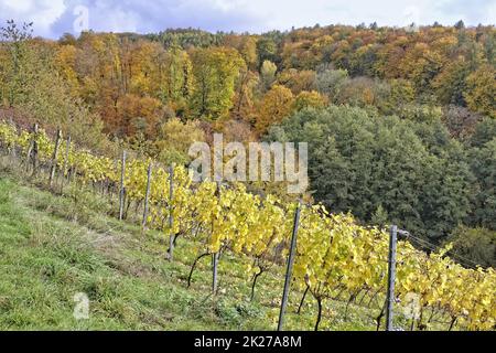 Weinberg bei Hoerstein Stock Photo