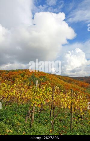 Weinberg bei Hoerstein Stock Photo