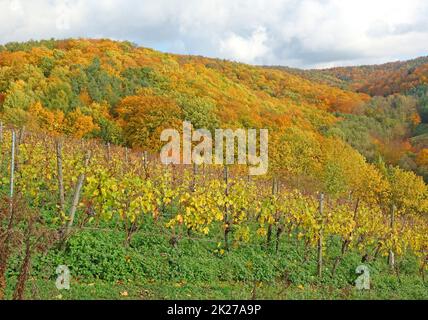 Weinberg bei Hoerstein Stock Photo