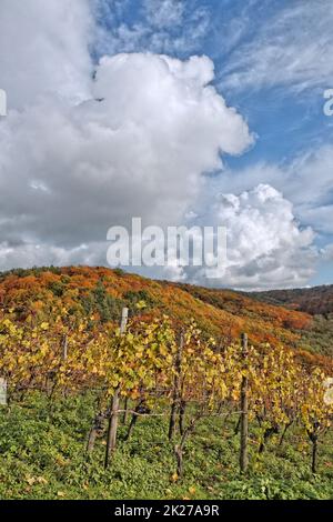 Weinberg bei Hoerstein Stock Photo