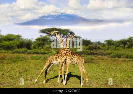 Giraffes and Mount Kilimanjaro in Amboseli National Park Stock Photo