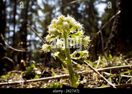 White butterbur - petasites albus in forest Stock Photo