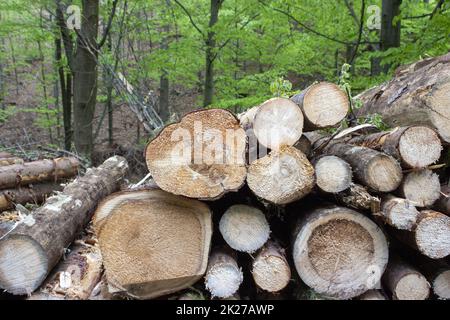 Tree logs stacked on top of each other in forest 2 Stock Photo