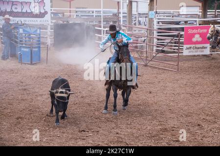 A cowboy on horseback lasso's a young steer at a rodeo event in Fruita Colorado Stock Photo