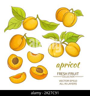 apricot vector set Stock Photo