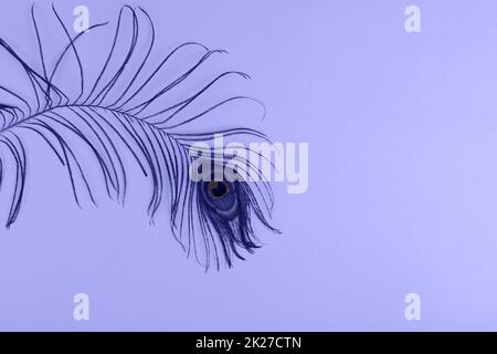 Peacock plume on colored in trendy violet color Stock Photo