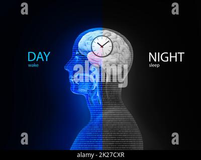 The circadian rhythm and sleep-wake cycle: how exposure to sunlight regulates melatonin secretion in the human brain and body processes, 3d render, illustration Stock Photo