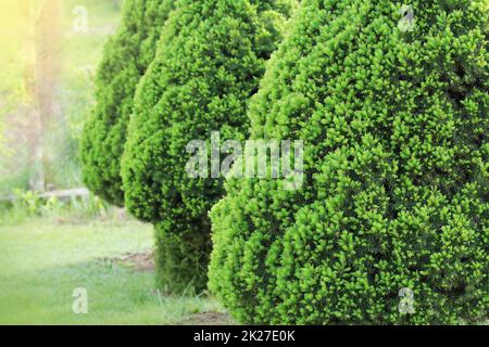 Picea glauca Conica dwarf decorative coniferous evergreen tree. Also known as Canadian, skunk , cat , Black Hills, Alberta white spruce Stock Photo