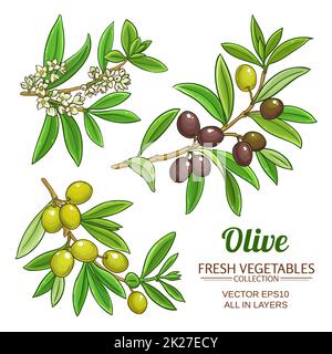 Set of black and green olive branches isolated on white background ...