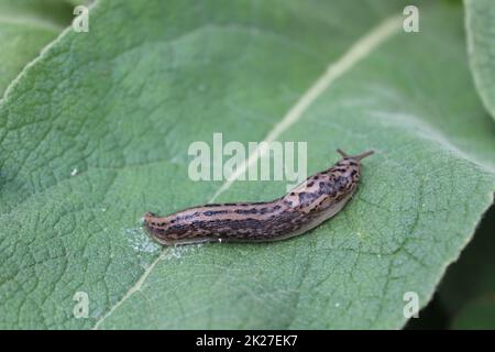 tiger slug in the garden Stock Photo