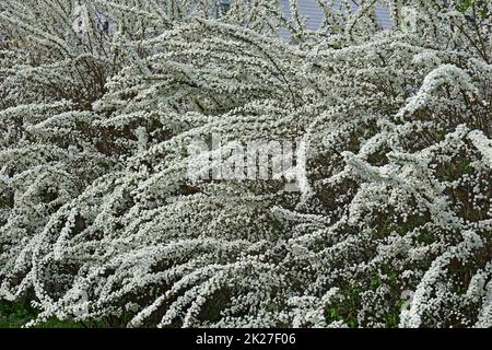 Close-up image of Bridalwreath spirea in blossom Stock Photo