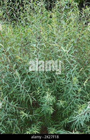 Close-up image of young Purple willow tree Stock Photo