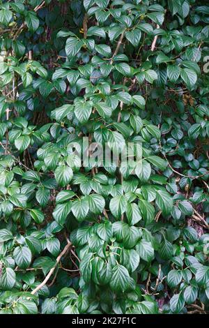 Close-up image of Moonlight chinese hydrangea vine Stock Photo