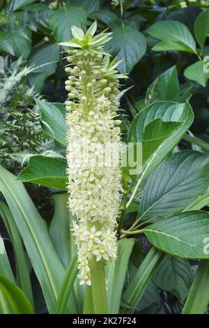 Close up of pineapple lily (eucomis comosa) flowers in bloom Stock ...